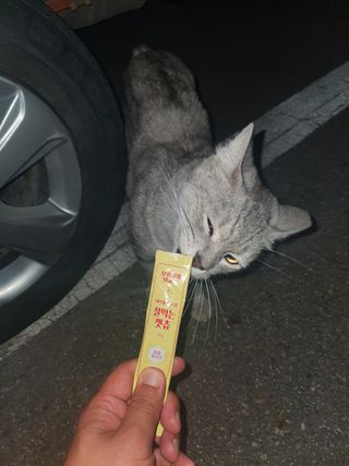 페페로니 잘 먹는 캣츄 - 무항생제 닭고기 12개 + 원양선 참치 12개 — 5점을 준 리뷰어가 2021년 8월 올린 사용 사진