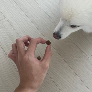 My Pet Care 천연단백질 관절건강에 개좋아 — 5점을 준 리뷰어가 2021년 2월 올린 사용 사진