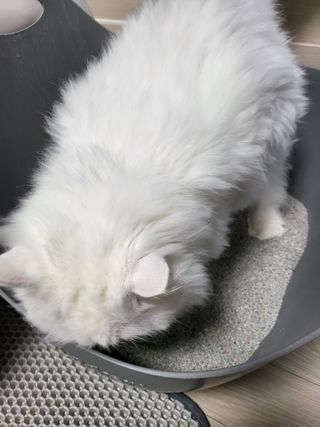 [미유박스] 울티메이트 벤토나이트 오리지널 11.8kg — 5점을 준 리뷰어가 2024년 5월 올린 사용 사진