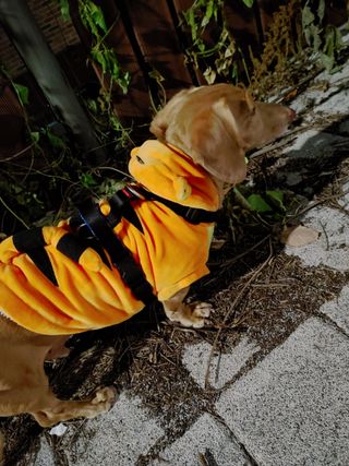 링고엄마님이 올린 리뷰 사진 2
