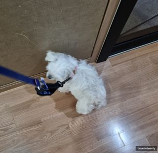 트위티한하루 tweetietwenty님이 올린 리뷰 사진 3