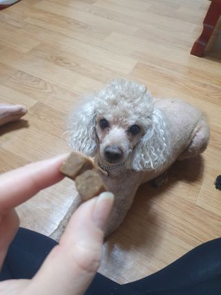 My Pet Care 천연단백질 관절건강에 개좋아 — 4점을 준 리뷰어가 2021년 2월 올린 사용 사진
