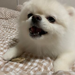 페페로니 2종 세트 클린플러스 덴탈껌 치킨+덕 — 5점을 준 리뷰어가 2021년 8월 올린 사용 사진
