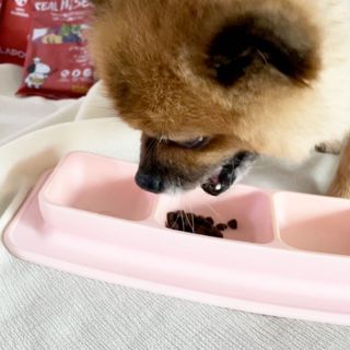 [푸디웜] 라포그  리얼인섹트 관절 저알러지 강아지 사료  1.2KG — 5점을 준 리뷰어가 2022년 8월 올린 사용 사진