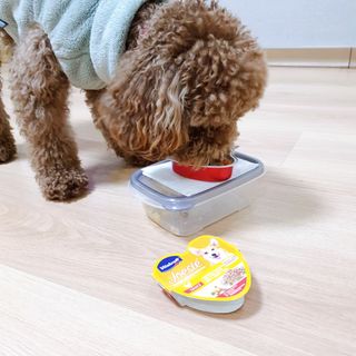 비타크래프트 조에시 하트캔 85g 강아지 습식캔 10캔 — 5점을 준 리뷰어가 2021년 10월 올린 사용 사진
