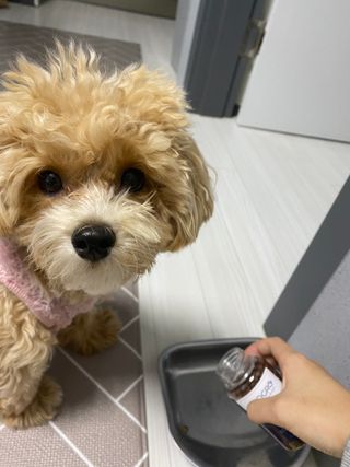 펫21 그로그로 5종 강아지 고양이 반려동물 한방 영양제 — 4.5점을 준 리뷰어가 2021년 12월 올린 사용 사진