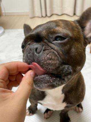 페페로니 진짜 오메가3 연어+소고기 180g+180g — 3.5점을 준 리뷰어가 2021년 7월 올린 사용 사진