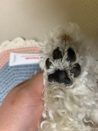 [자유펫] 시코니딘 고양이 강아지 피부 보습 연고 20g — 5점을 준 리뷰어가 2021년 10월 올린 사용 사진