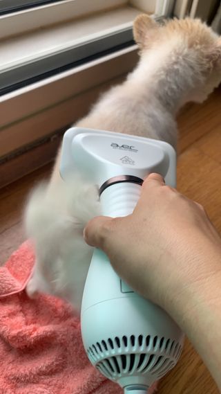아베크 펫 강아지 고양이 애견 에어 브러쉬 드라이기 올인원 — 5점을 준 리뷰어가 2021년 7월 올린 사용 사진