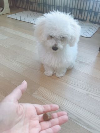 My Pet Care 천연단백질 관절건강에 개좋아 — 5점을 준 리뷰어가 2021년 2월 올린 사용 사진