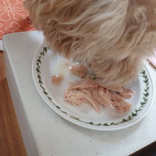 도그퓨어 푸드닭 강아지 닭고기 통살 애견간식 오리지널/차전자피/초록입홍합 — 5점을 준 리뷰어가 2021년 11월 올린 사용 사진