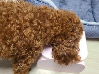 영국 바이탈린 강아지 애견사료 2kg — 5점을 준 리뷰어가 2021년 6월 올린 사용 사진