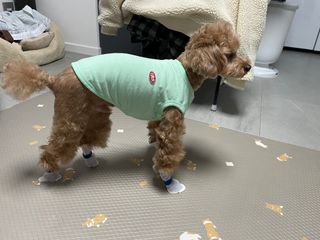 코보콩 에어슈즈 강아지 일회용 신발 소용량 패키지 20매 초경량  미끄럼방지 실내외 겸용 — 3.5점을 준 리뷰어가 2022년 2월 올린 사용 사진