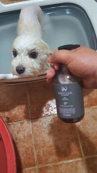 마리앤루이펫샴푸 [mari and louie pet shampoo] — 3점을 준 리뷰어가 2021년 5월 올린 사용 사진