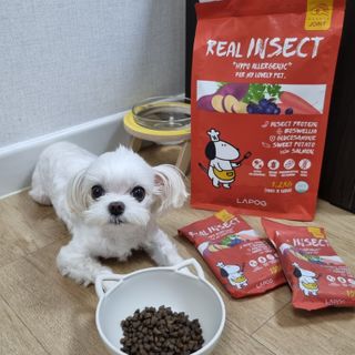 [푸디웜] 라포그  리얼인섹트 관절 저알러지 강아지 사료  1.2KG — 5점을 준 리뷰어가 2022년 8월 올린 사용 사진