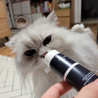 코코몰리 오랄케어 데일리 맛있게 건강한 반려동물 안심치약 — 5점을 준 리뷰어가 2021년 3월 올린 사용 사진