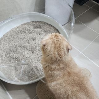 브라우니모래 [브라우니] 고양이 카사바모래 브라우니 천연 응고형 모래  6Lx2개 — 5점을 준 리뷰어가 2023년 11월 올린 사용 사진