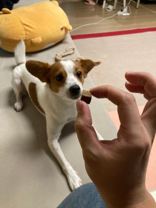 My Pet Care 천연단백질 관절건강에 개좋아 — 4점을 준 리뷰어가 2021년 1월 올린 사용 사진
