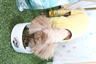 캐닌캐비어 알카라인 홀리스틱 그레이프리 앙뜨레 ALS_4종 오픈스카이, 와일드오션, 프리스피릿, 스페셜니즈 — 4.5점을 준 리뷰어가 2023년 2월 올린 사용 사진