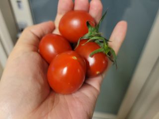 레드닥터  대추방울토마토 + 매콤새콤달콤 레드닥터 토마토 소스 — 5점을 준 리뷰어가 2022년 12월 올린 사용 사진
