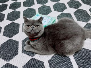 My Pet Care 천연단백질 눈건강에 개좋아 — 5점을 준 리뷰어가 2021년 4월 올린 사용 사진