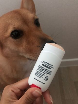 [레드허니밤]자유펫 고양이 강아지 발바닥 밤 14g — 5점을 준 리뷰어가 2021년 10월 올린 사용 사진