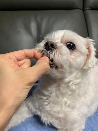 My Pet Care 천연단백질 눈건강에 개좋아 — 5점을 준 리뷰어가 2021년 2월 올린 사용 사진