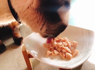 도그퓨어 푸드닭 강아지 닭고기 통살 애견간식 오리지널/차전자피/초록입홍합 — 5점을 준 리뷰어가 2021년 11월 올린 사용 사진