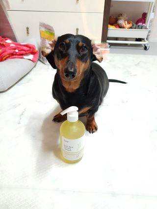 달리프 클로렐라 베러 루트 릴렉싱 샴푸 500ml — 5점을 준 리뷰어가 2021년 3월 올린 사용 사진