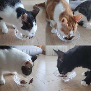 페페로니 맛있는 스틱 - 무항생제 닭고기 15개 + 원양선 참치 15개 — 5점을 준 리뷰어가 2021년 10월 올린 사용 사진