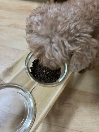 [푸디웜] 라포그  리얼인섹트 웨이트밸런스 저알러지 강아지 사료  1.2KG — 3점을 준 리뷰어가 2022년 7월 올린 사용 사진
