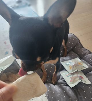 [펫시밀] 원물그대로 영양듬뿍 동결건조 왕북어트릿300g,왕치킨트릿400g,열빙어트릿300g 대용량 간식 — 5점을 준 리뷰어가 2023년 5월 올린 사용 사진