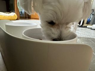 캐닌캐비어 알카라인 홀리스틱 그레이프리 앙뜨레 ALS_4종 오픈스카이, 와일드오션, 프리스피릿, 스페셜니즈 — 5점을 준 리뷰어가 2023년 3월 올린 사용 사진