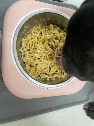안심댕면 강아지라면 5봉지+쓰담쓰담 종합영양제 2스틱 샘플 증정 — 5점을 준 리뷰어가 2022년 8월 올린 사용 사진