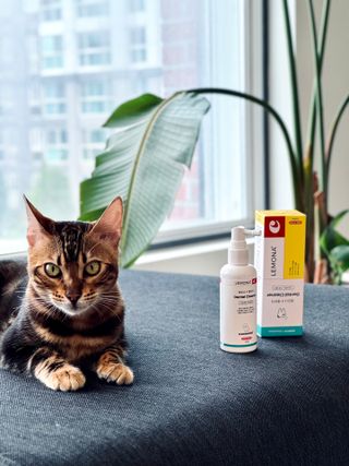 프리[경남제약 레모나x댕모어]  강아지 고양이 구취제거 충치 예방 덴탈클리너 120ml — 4점을 준 리뷰어가 2024년 7월 올린 사용 사진
