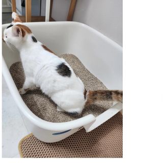브라우니모래 [브라우니] 고양이 카사바모래 브라우니 천연 응고형 모래  6Lx2개 — 5점을 준 리뷰어가 2023년 11월 올린 사용 사진