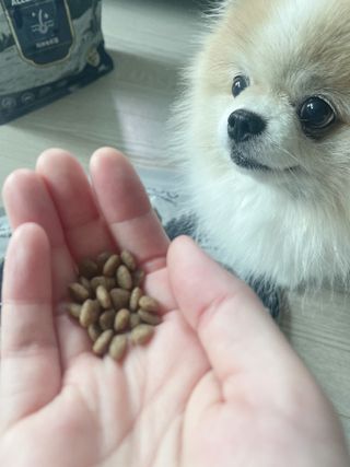 [푸디웜] 라포그 리얼인섹트 소프트키블 스킨 1KG — 5점을 준 리뷰어가 2022년 9월 올린 사용 사진