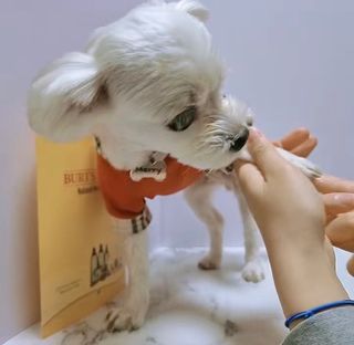 버츠비 케어플러스 릴리빙포앤노즈로션 — 4점을 준 리뷰어가 2021년 4월 올린 사용 사진