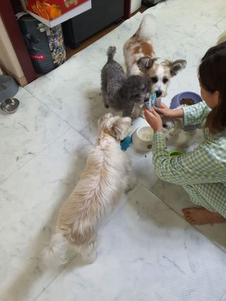 펫시랩 반려견용 액상 프리바이오틱스 아쿠아펫 — 4점을 준 리뷰어가 2021년 1월 올린 사용 사진