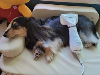아베크 펫 강아지 고양이 애견 에어 브러쉬 드라이기 올인원 — 5점을 준 리뷰어가 2021년 7월 올린 사용 사진