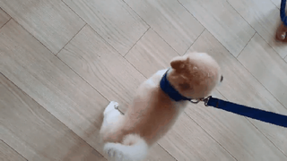 베이컨박스 [BACON] 고아웃클럽 이지그립 리드줄, 목줄 세트-BLUE — 5점을 준 리뷰어가 2021년 7월 올린 사용 사진