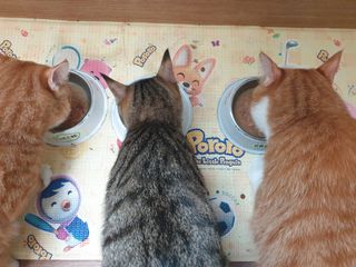 5냥2멍님이 올린 리뷰 사진 4