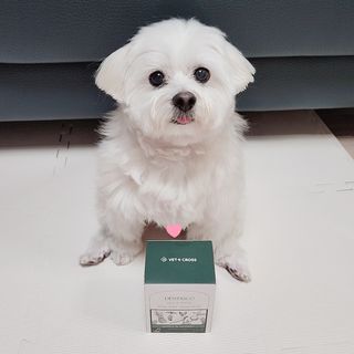 [벳크로스] 덴타스코 강아지 3종 (구강&덴탈, 구강&기침, 구강&장) / 2g x 30 — 3점을 준 리뷰어가 2023년 1월 올린 사용 사진