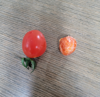 레드닥터 대추방울토마토 + 통째로 동결건조한 대추방울토마토 — 5점을 준 리뷰어가 2022년 12월 올린 사용 사진