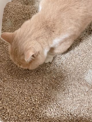 브라우니모래 [브라우니] 고양이 카사바모래 브라우니 천연 응고형 모래  6Lx2개 — 4점을 준 리뷰어가 2023년 11월 올린 사용 사진