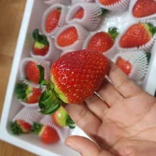 옳음 딸기 논산 설향 딸기 900g 산지직송 — 5점을 준 리뷰어가 2021년 1월 올린 사용 사진