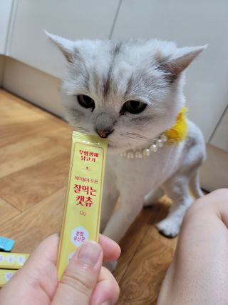 망고앤쮸🙋‍♀️님이 올린 리뷰 사진 4