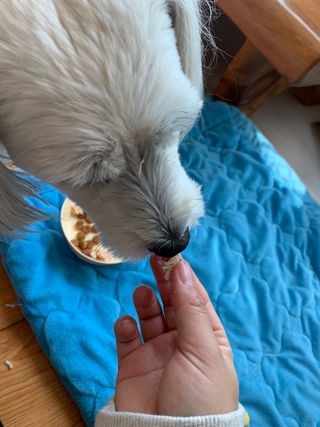 도그퓨어 푸드닭 강아지 닭고기 통살 애견간식 오리지널/차전자피/초록입홍합 — 5점을 준 리뷰어가 2021년 10월 올린 사용 사진
