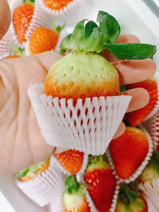 옳음 딸기 논산 설향 딸기 900g 산지직송 — 5점을 준 리뷰어가 2021년 1월 올린 사용 사진