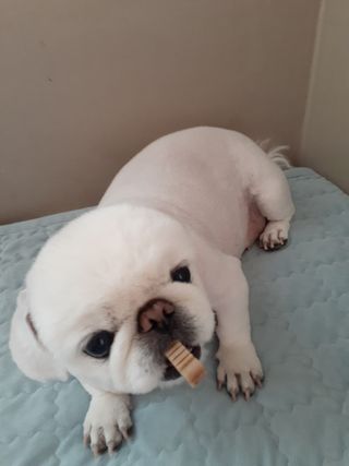 My Pet Care 천연단백질 관절건강에 개좋아 — 5점을 준 리뷰어가 2021년 2월 올린 사용 사진
